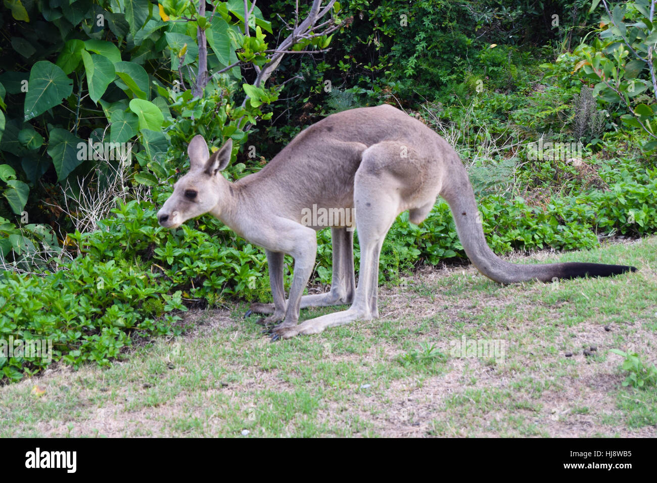 Saut de kangourou australien et mange de l'herbe à Brisbane à mignon et effrayant Banque D'Images