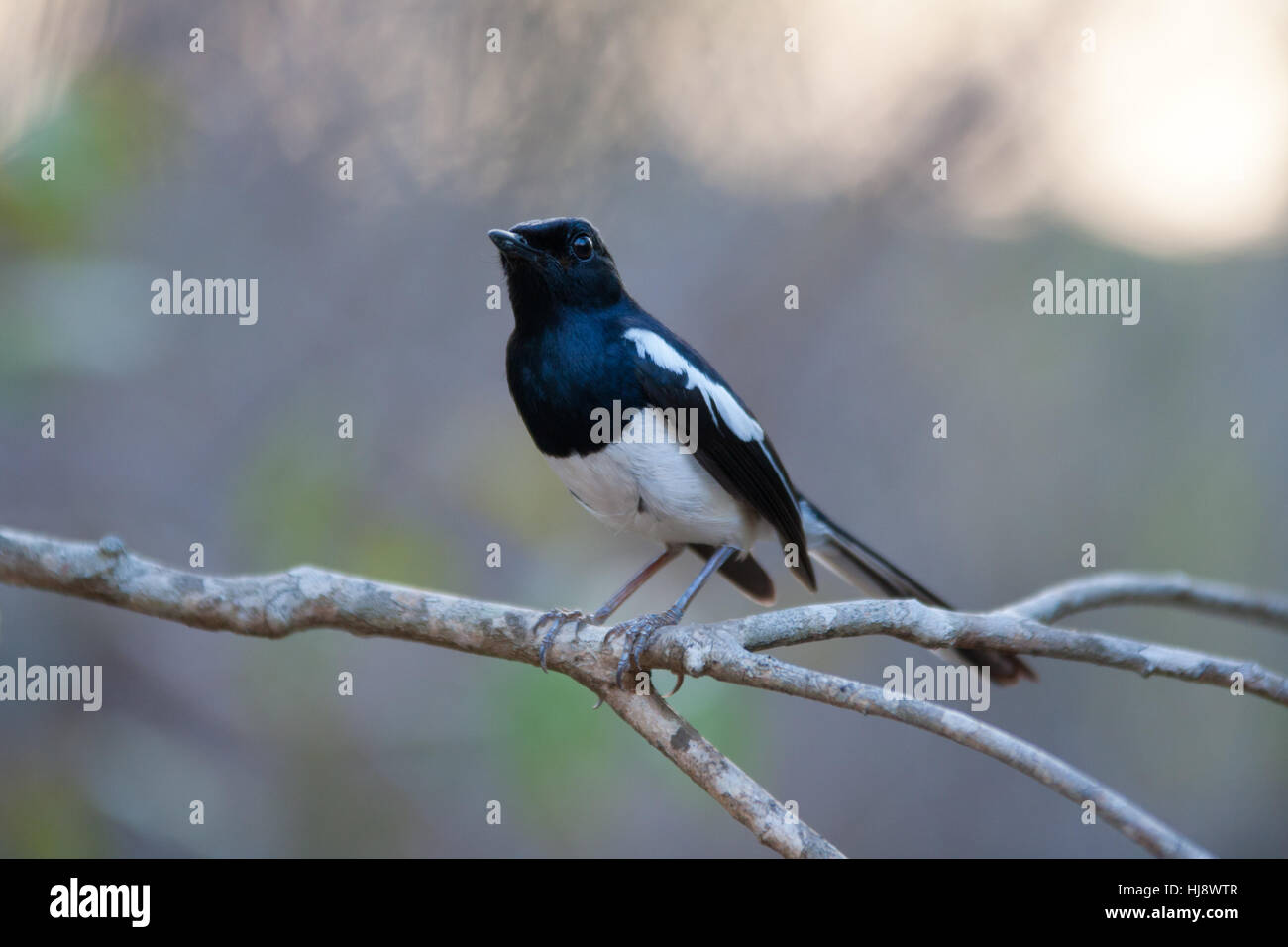 Magpie-robin malgache (Copsychus albospecularis) perché sur une branche Banque D'Images