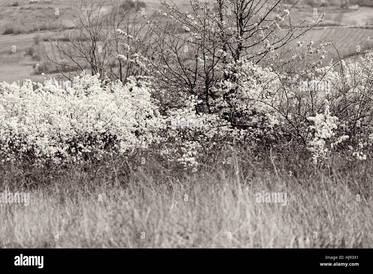 Arbustes à fleurs sauvages avec des fleurs blanches sur le terrain, note faible profondeur de champ Banque D'Images