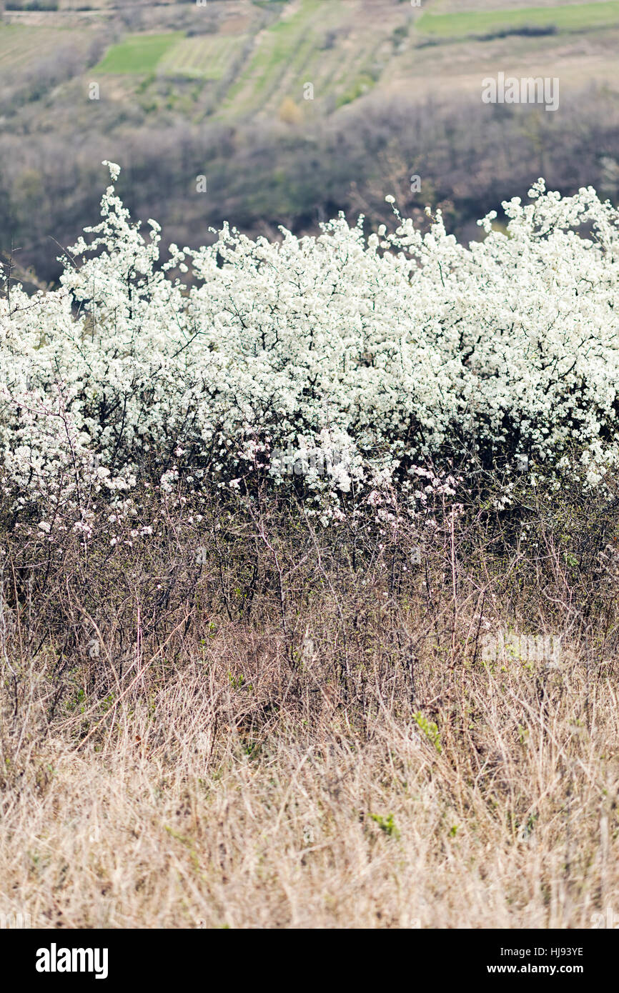 Arbustes à fleurs sauvages avec des fleurs blanches sur le terrain, note faible profondeur de champ Banque D'Images