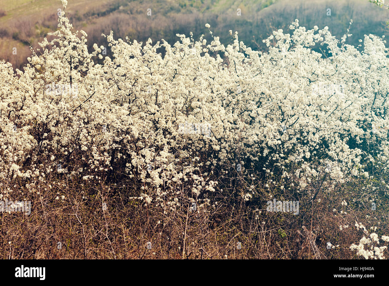 Arbustes à fleurs sauvages avec des fleurs blanches sur le terrain, note faible profondeur de champ Banque D'Images