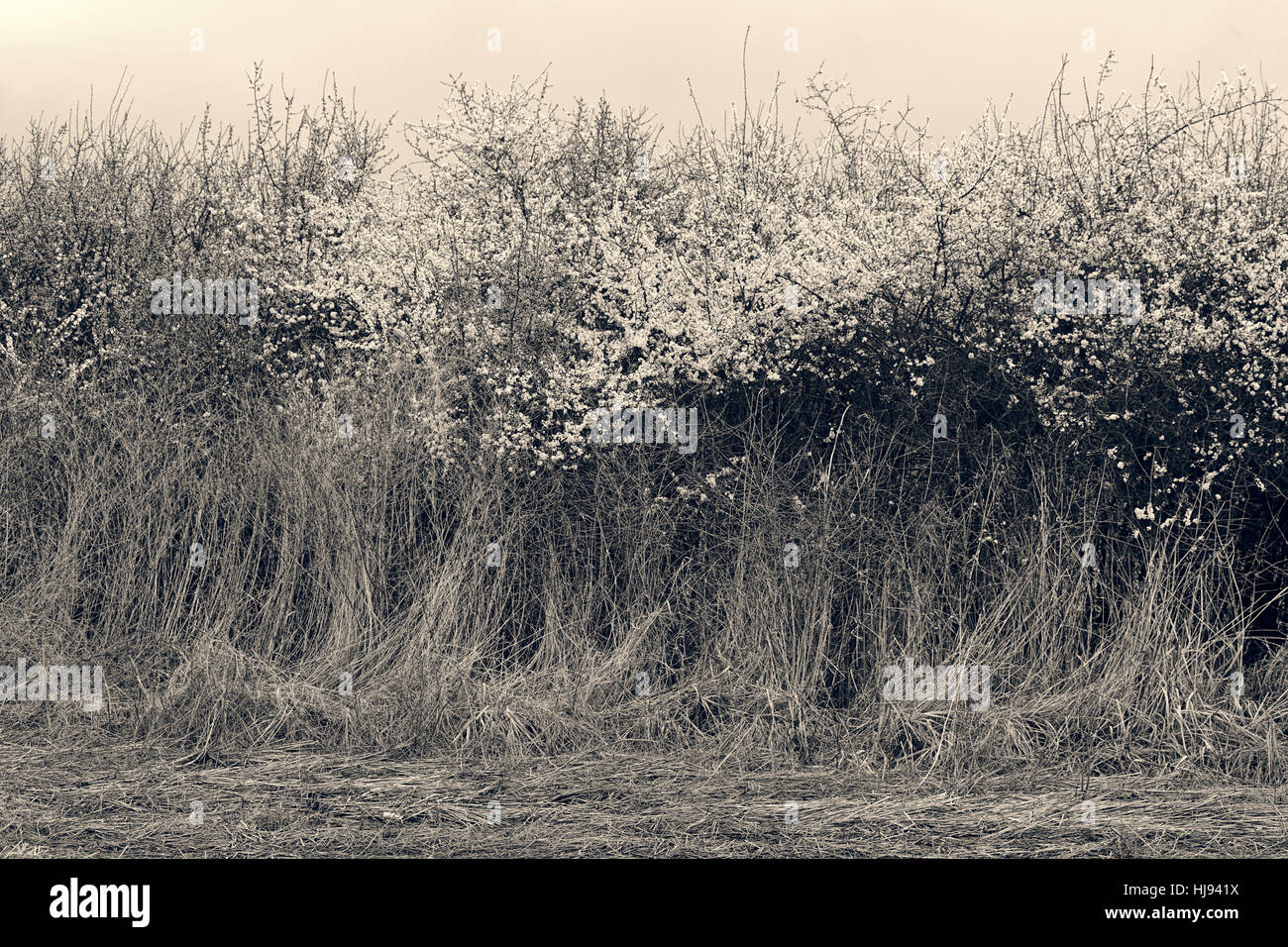 Arbustes à fleurs sauvages avec des fleurs blanches sur le terrain, note faible profondeur de champ Banque D'Images