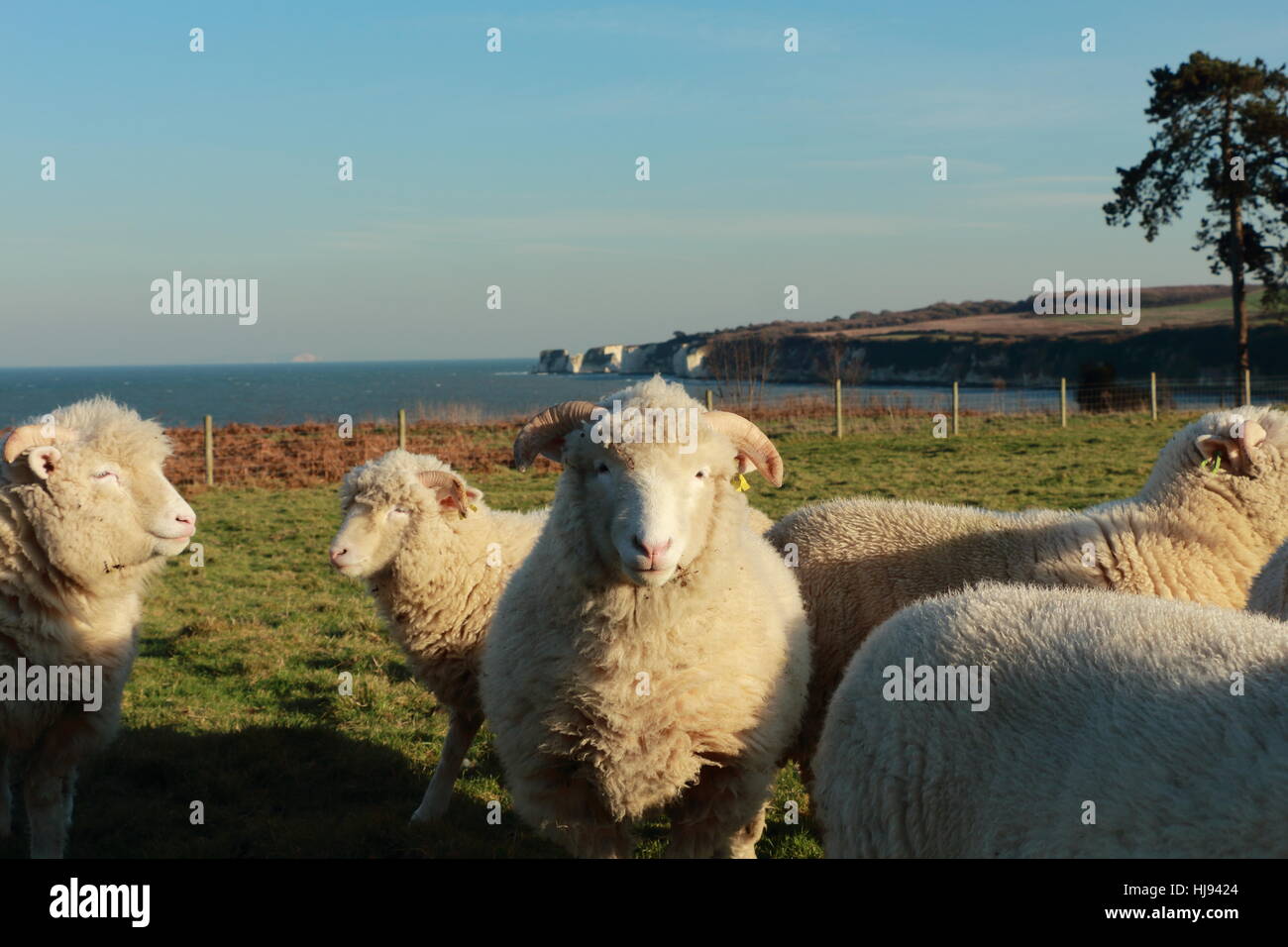 Scène de premier plan de moutons à face blanche paissant avec les vieux Harry Rocks et Ballard dans le fond de terre.UK élevage de moutons dans Doset .Farm lifesock Banque D'Images