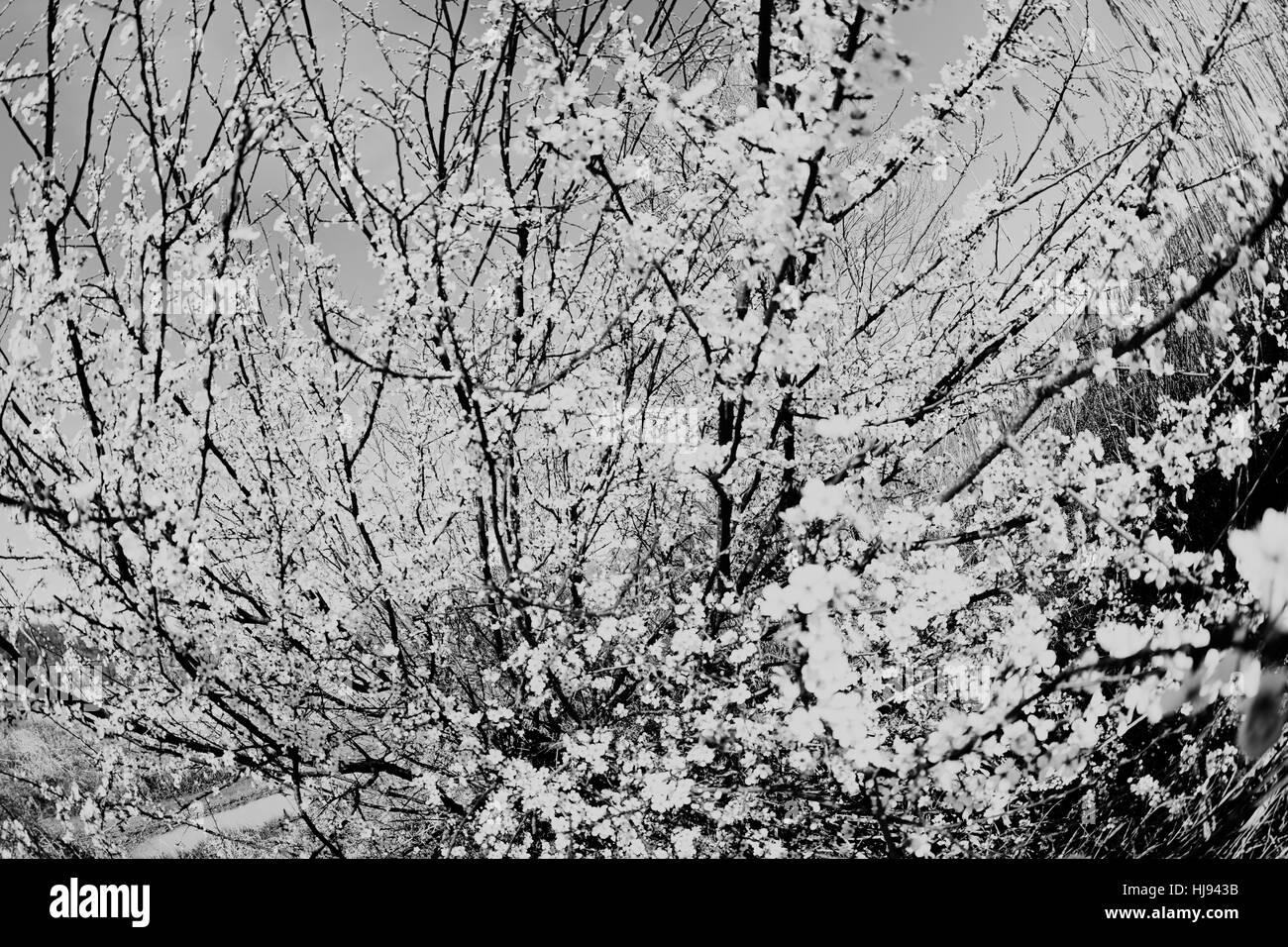 Bush avec des fleurs blanches au printemps, note de service peu profond domaine Banque D'Images