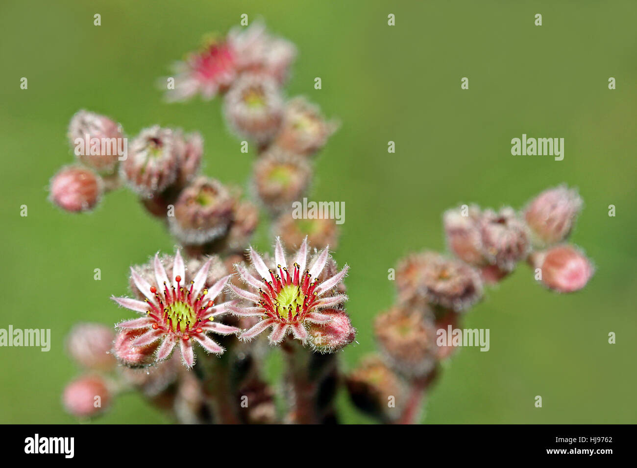 Macro, close-up, macro, admission vue en gros, la flore alpine, rouge, jaune, Banque D'Images