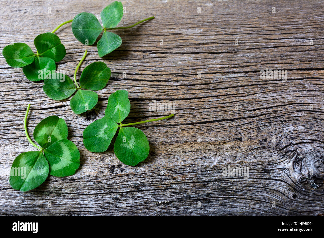 Les feuilles de trèfle setup sur fond de bois rustique. St Patrick day carte de vœux. Trois feuilles de Shamrock Irish festival symbole. Copier l'espace. Banque D'Images