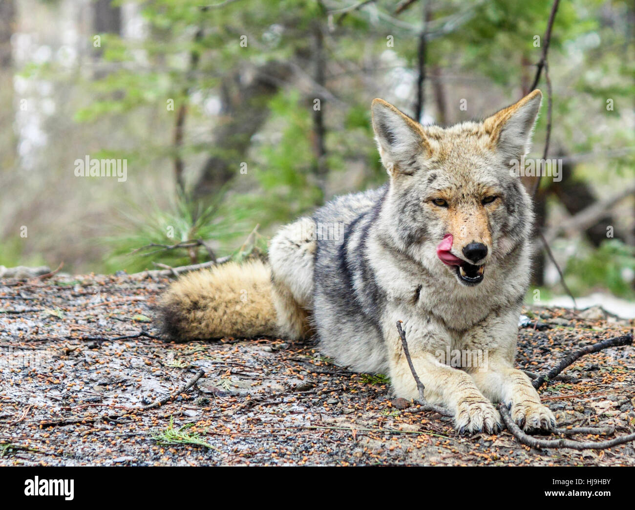 Le Coyote à Yosemite National Park Banque D'Images