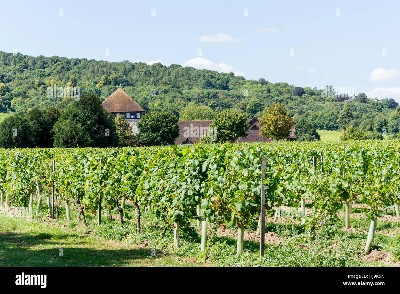 Entrée principale et Restaurant Gallery à Denbies Wine Estate,London Road, Dorking, Surrey, Royaume-Uni Banque D'Images Entrée principale et Restaurant Gallery à Denbies Wine Estate,London Road, Dorking, Surrey, Royaume-Uni Banque D'Images