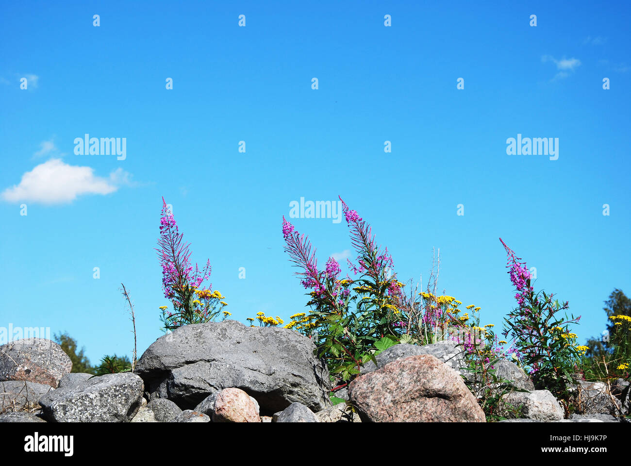 Pierre, bleu, fleur, plante, fleurs, fleurir, s'épanouir, en plein essor, l'été, Banque D'Images