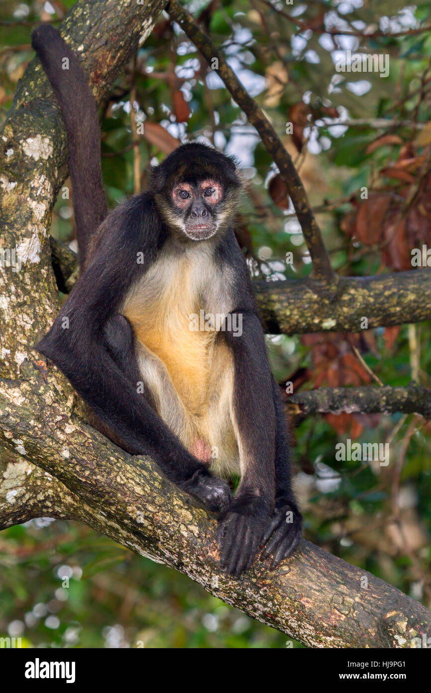 Singe araignée de Geoffroy (Ateles geoffroyi), Belize, Amérique Centrale Banque D'Images