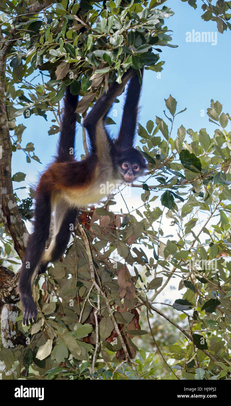 Les singes araignées de Geoffroy en utilisant leur queue pour raccrocher, Belize, Amérique Centrale Banque D'Images