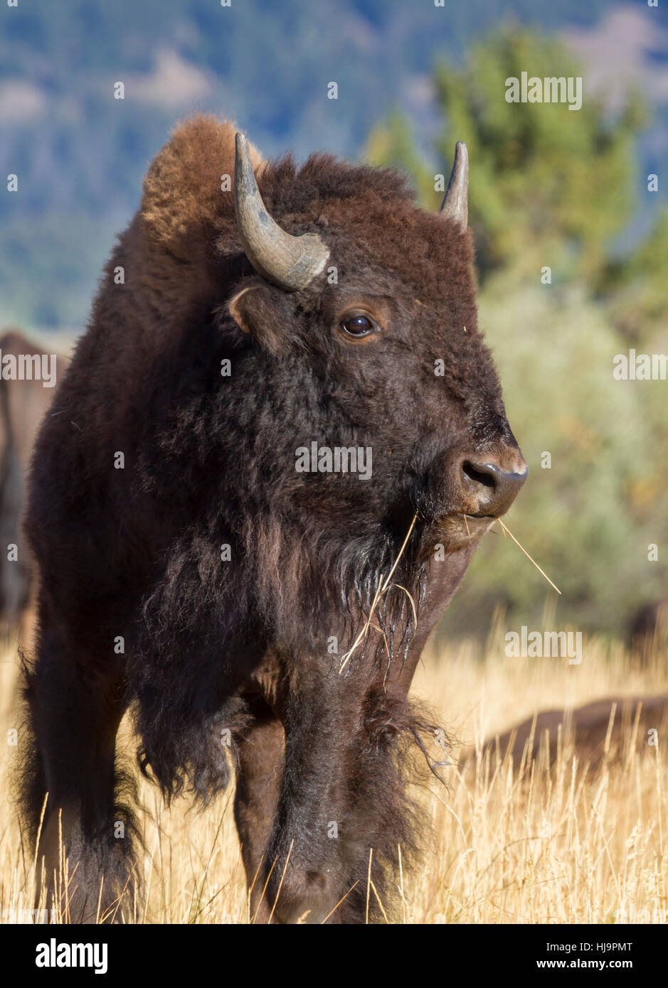 Le bison d'Amérique (Bison bison) à Grand Teton National Park Banque D'Images