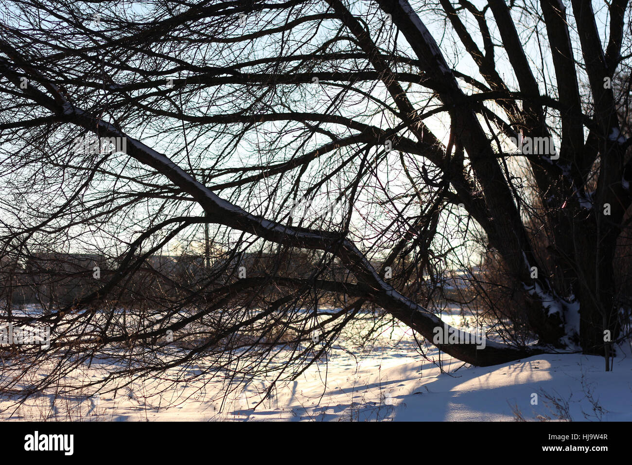 Hiver neige paysage avec de gros arbre noir bleu rétro-éclairage de l'ombre du soir Banque D'Images