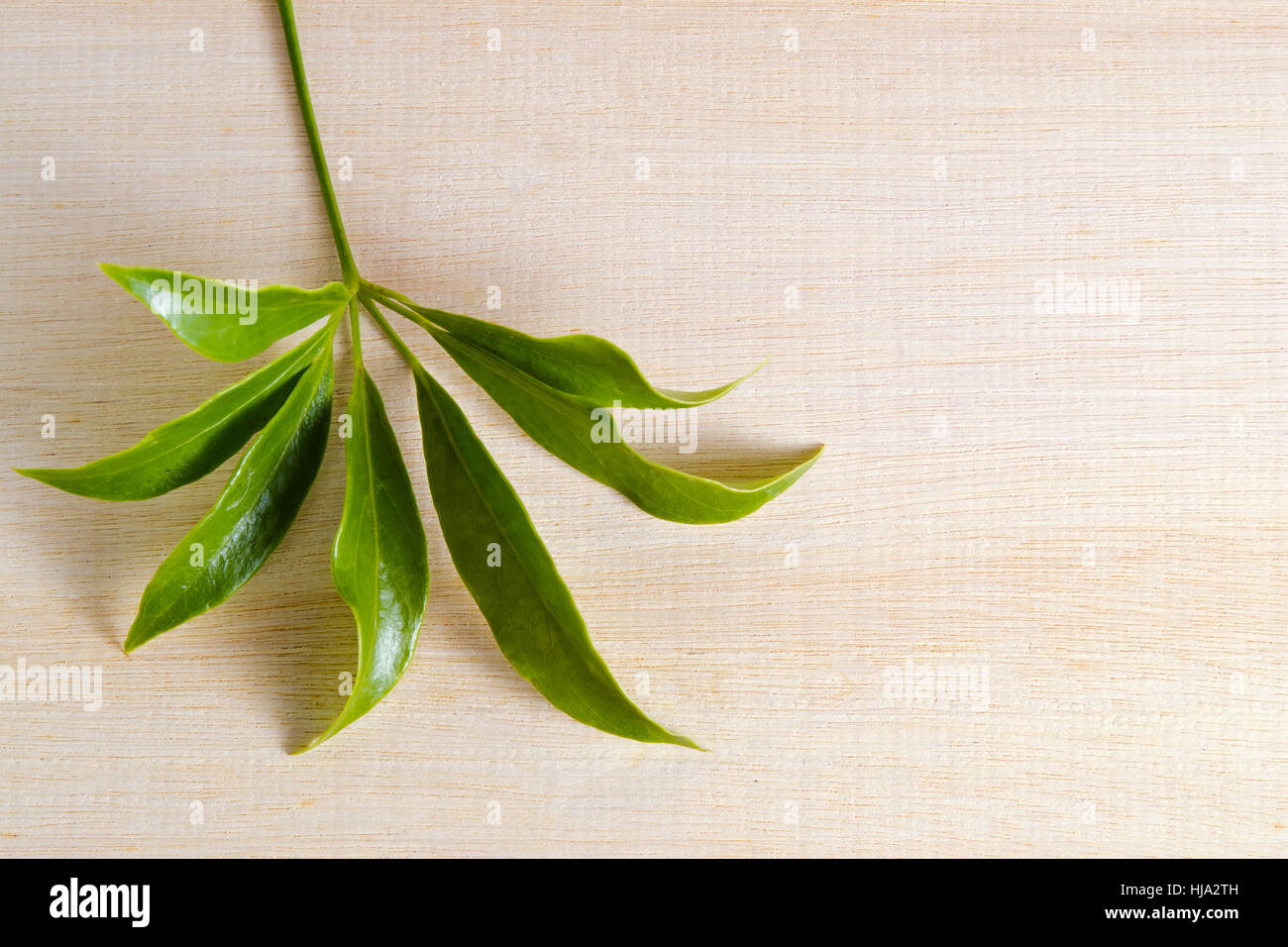 Araliaceae leaf (également appelée Schefflera leucantha R.Vig., Schefflera kwangsiensis Merr, comestibles, vigne stemed Skvortsova, Schefflera tenuis) sur bois Banque D'Images