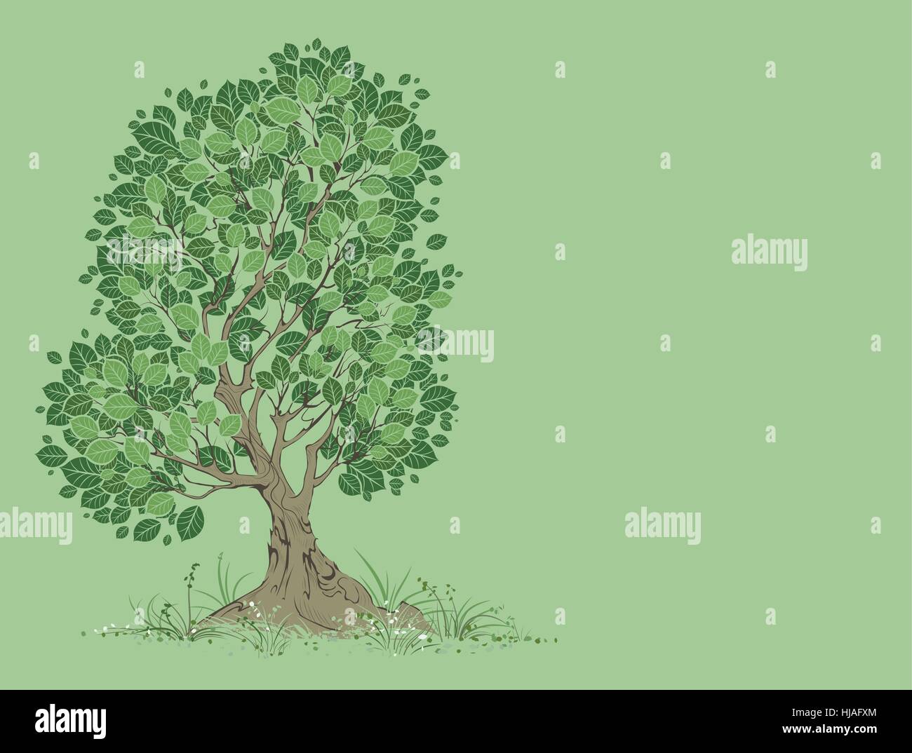 Arbre feuillu Banque d'images vectorielles - Alamy