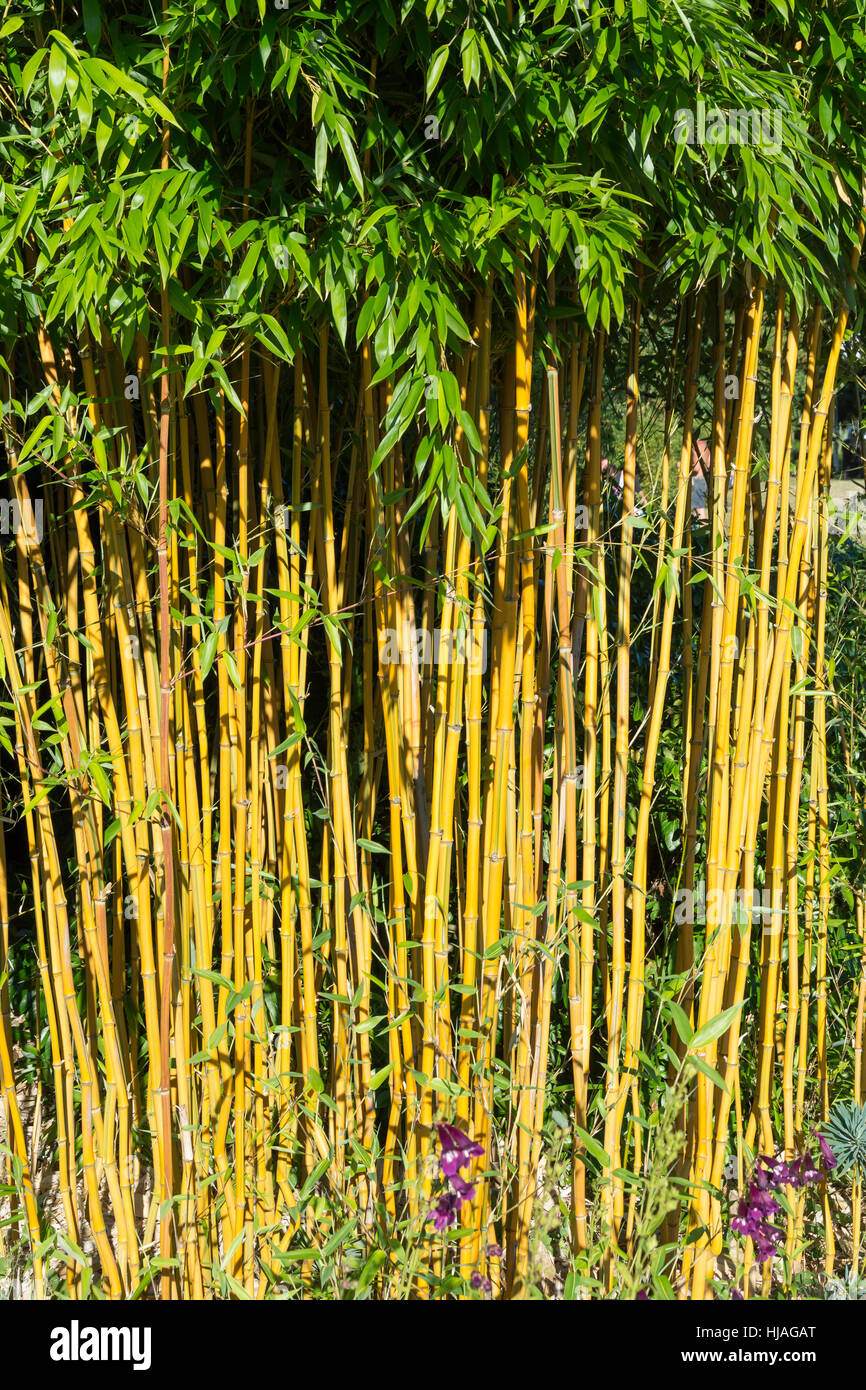 Le bambou plante poussant dans les jardins commémoratifs, Crawley, West Sussex, Angleterre, Royaume-Uni Banque D'Images