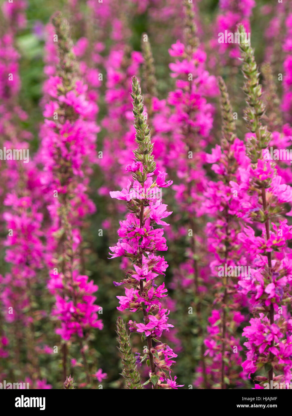 Lythrum salicaria cultivée, la salicaire, gros plan d'une plus colorée au jardin botanique d'Oslo Norvège Banque D'Images