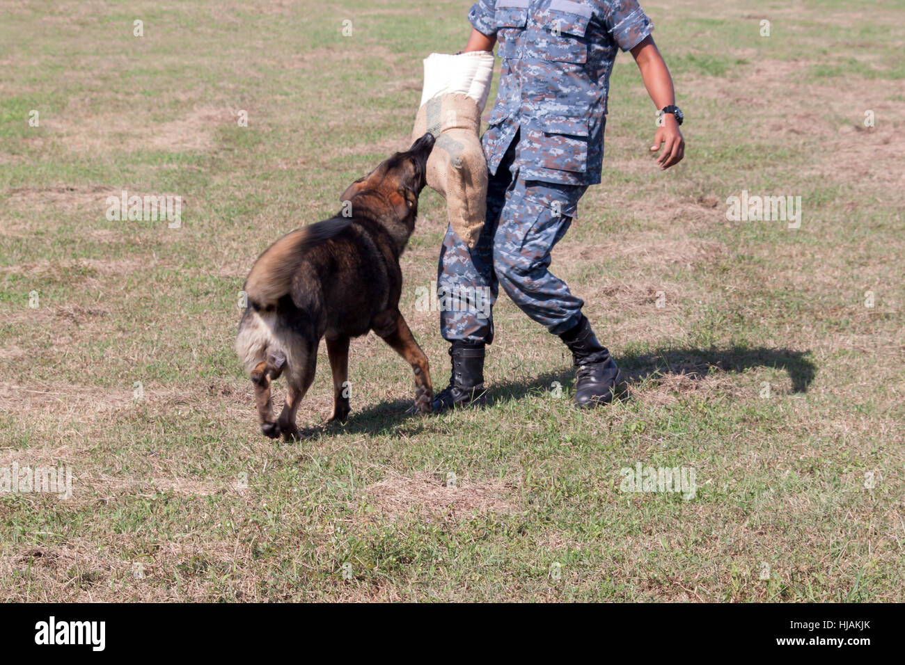 Les soldats de l'unité K-9 chien travaille avec son partenaire d'appréhender un bad guy, lors d'une manifestation Banque D'Images
