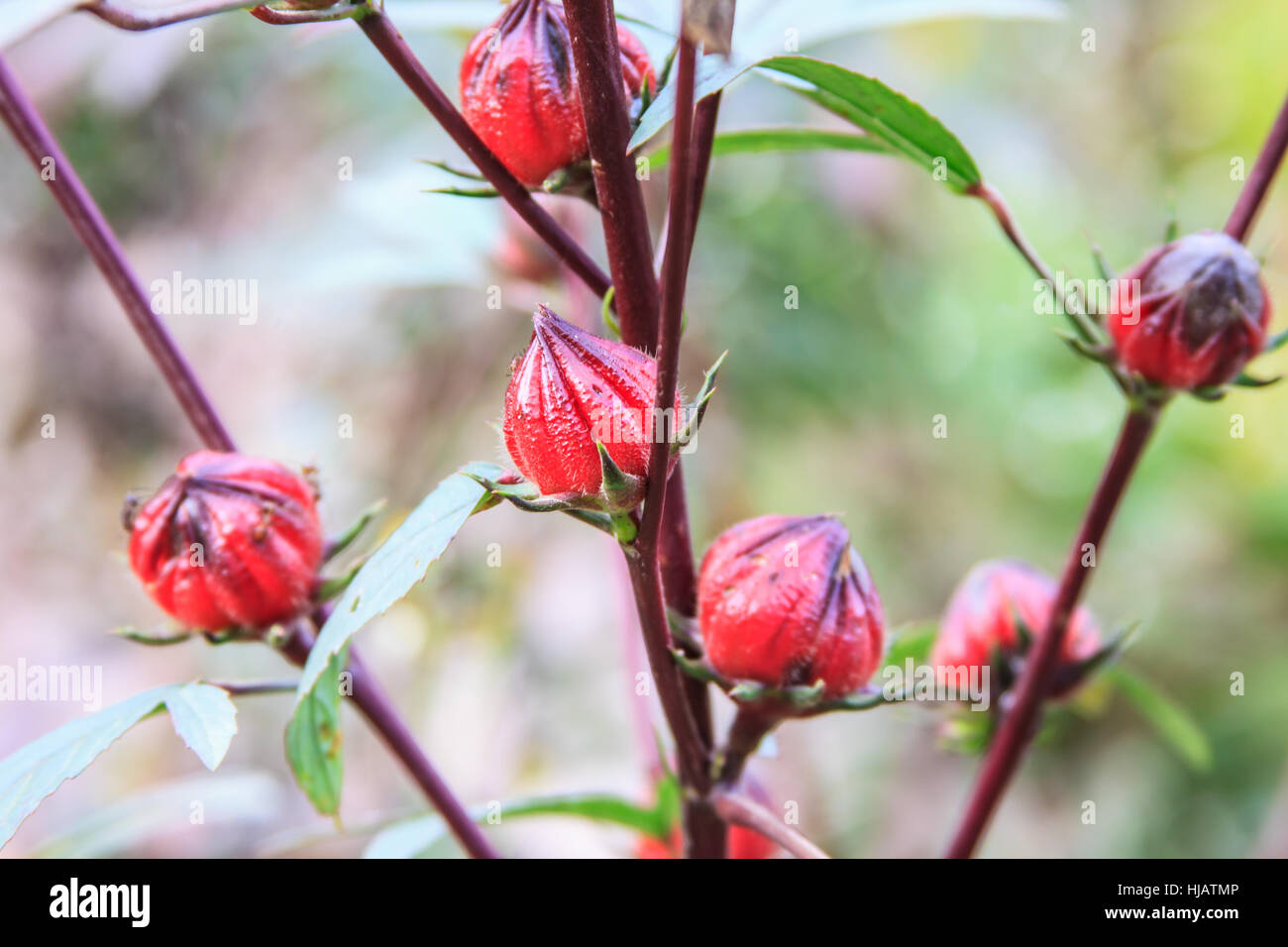 Roselle ou Hibiscus sabdariffa sur fruits plante dans jardin Banque D'Images