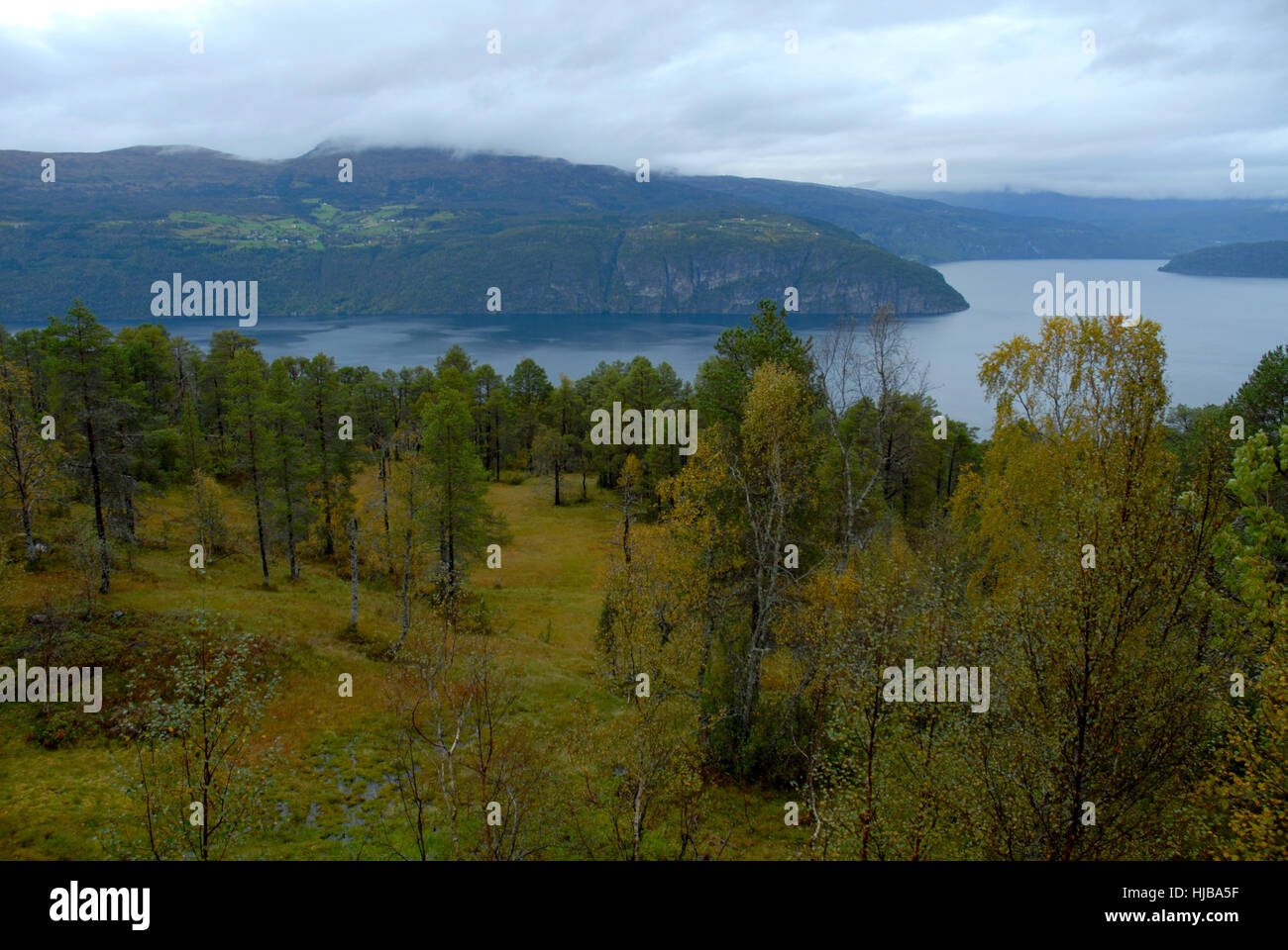 Arbre, arbres, Norvège, fjord, escarpés, Firth, montagne, arbre, arbres, montagnes, Banque D'Images
