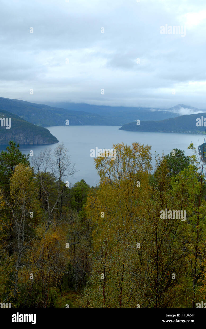 Arbre, arbres, Norvège, fjord, Firth, mountain, banque, port, arbre, arbres, Banque D'Images