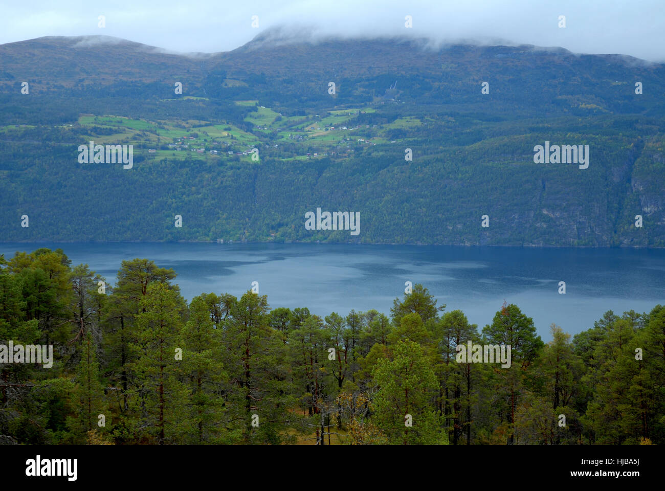 Arbre, arbres, Norvège, fjord, escarpés, Firth, montagne, construction, bâtiments, maison, Banque D'Images