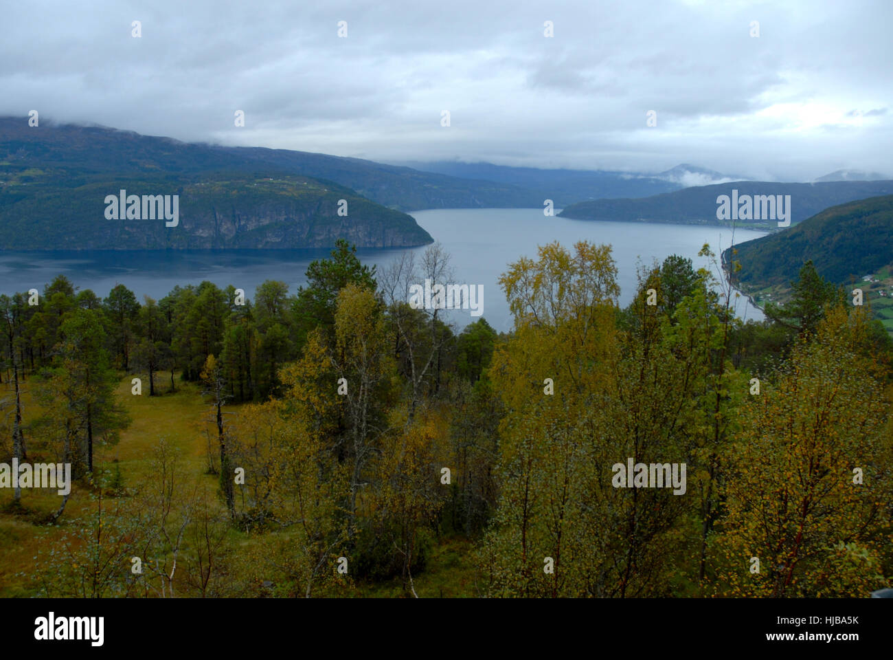Arbre, arbres, Norvège, fjord, Firth, mountain, banque, port, arbre, arbres, Banque D'Images