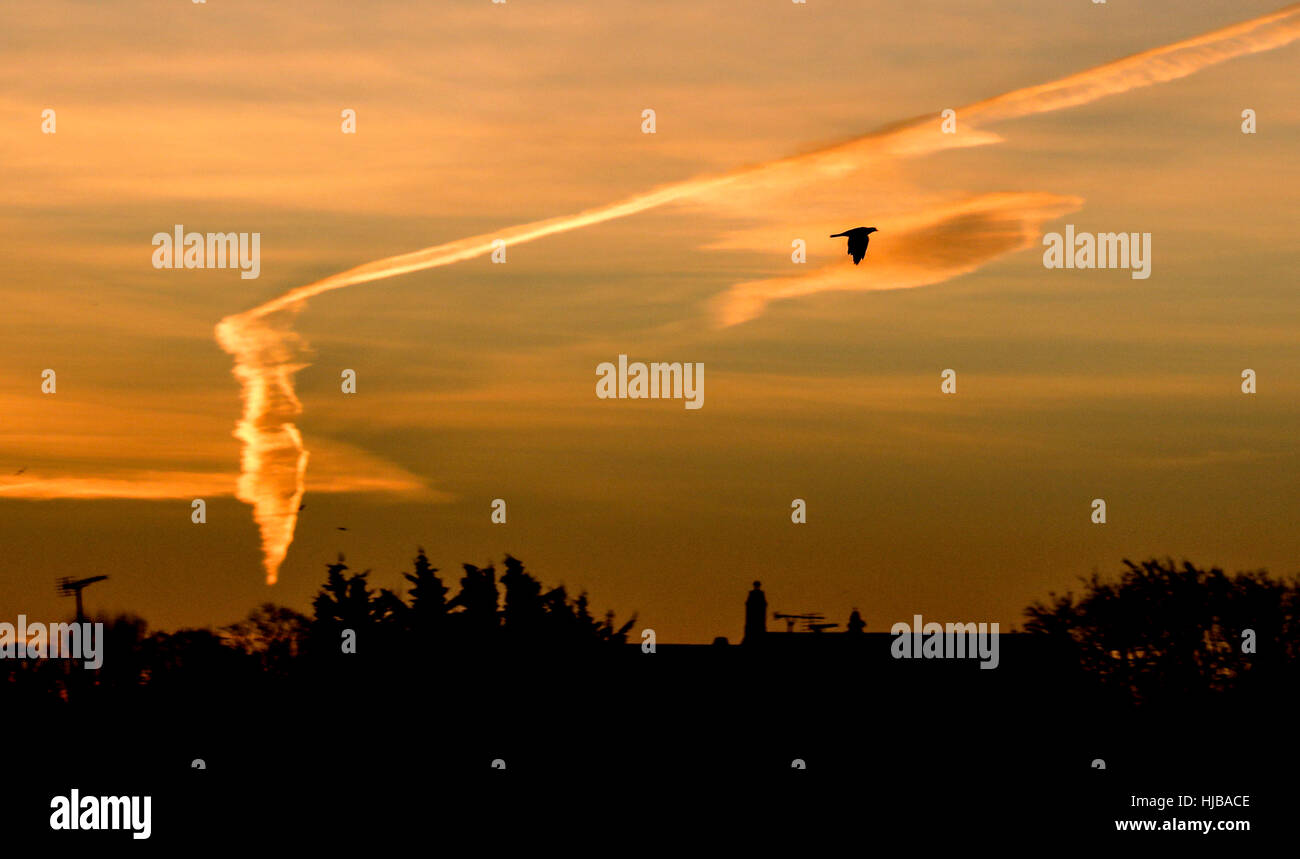 Comme le montre : Pic oiseau en vol à travers les nuages. Les formations de nuages inhabituels à l'aube sur le Nord de Londres. Les ombres des nuages en spirale formée contre d'autres nuages Banque D'Images