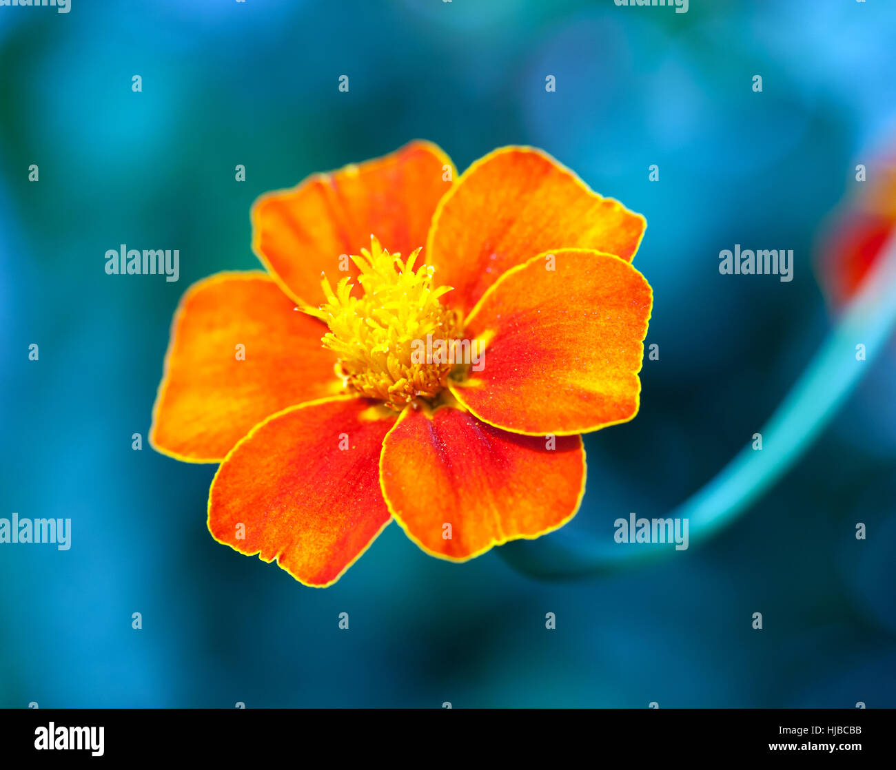 Macro image d'une seule fleur de souci dans les jardins du château de Walmer, dans le Kent, Banque D'Images