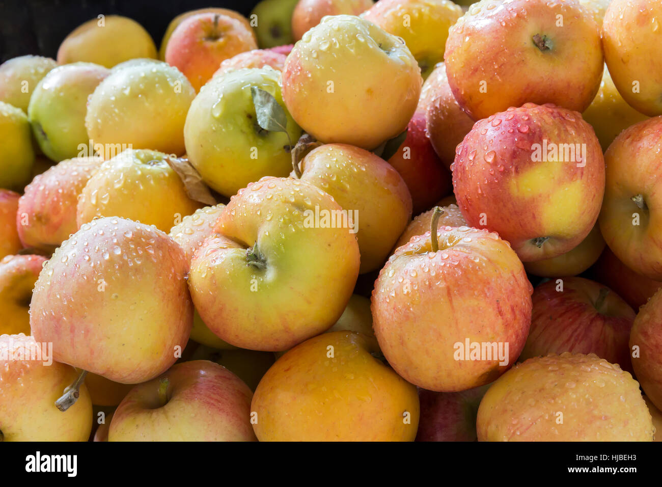 Vue macro des pommes biologiques au marché local de Ezine ville de Canakkale, Turquie. Banque D'Images