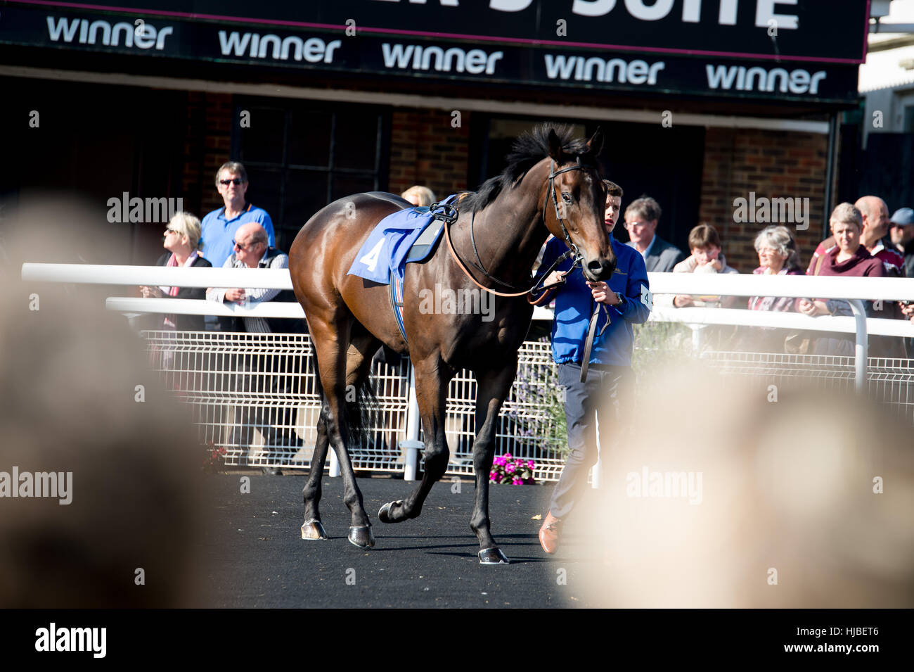 Un cheval est pris autour de l'anneau de parade en face de la foule à l'hippodrome de Brighton, Sussex, UK Banque D'Images