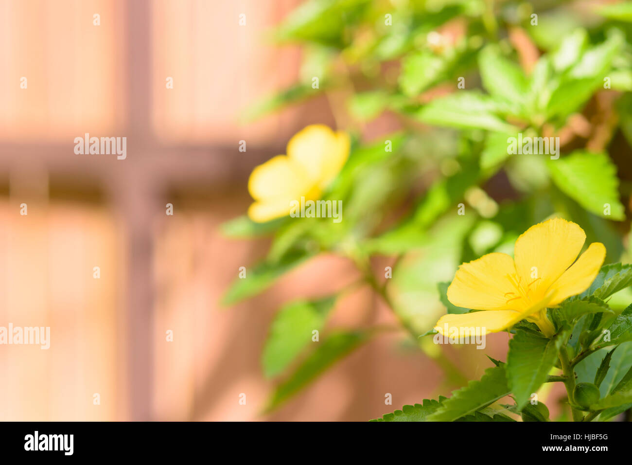 Turnera subulata et couleur brun backgorund Banque D'Images