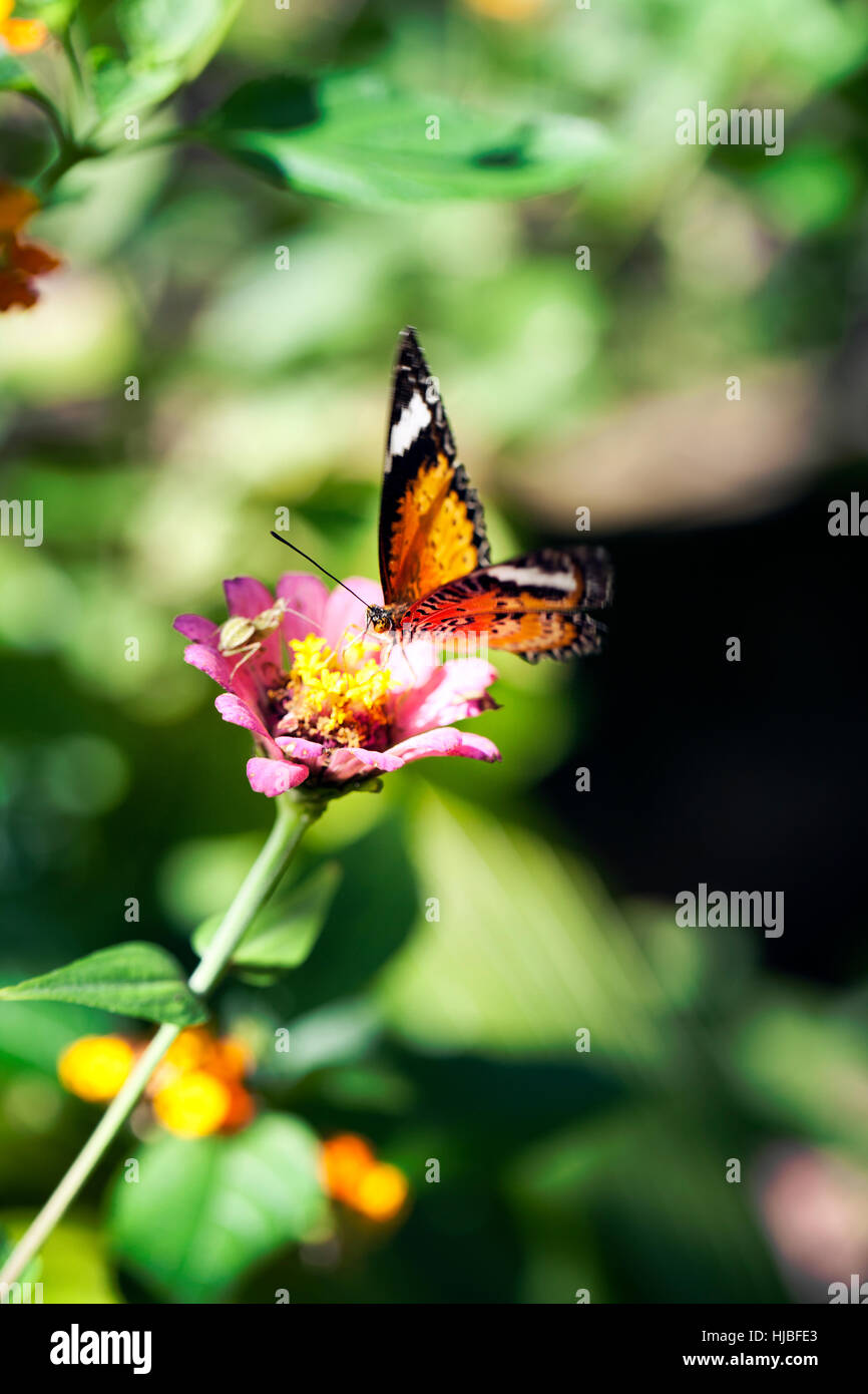Papillon sur fleur en Cambodge Banque D'Images