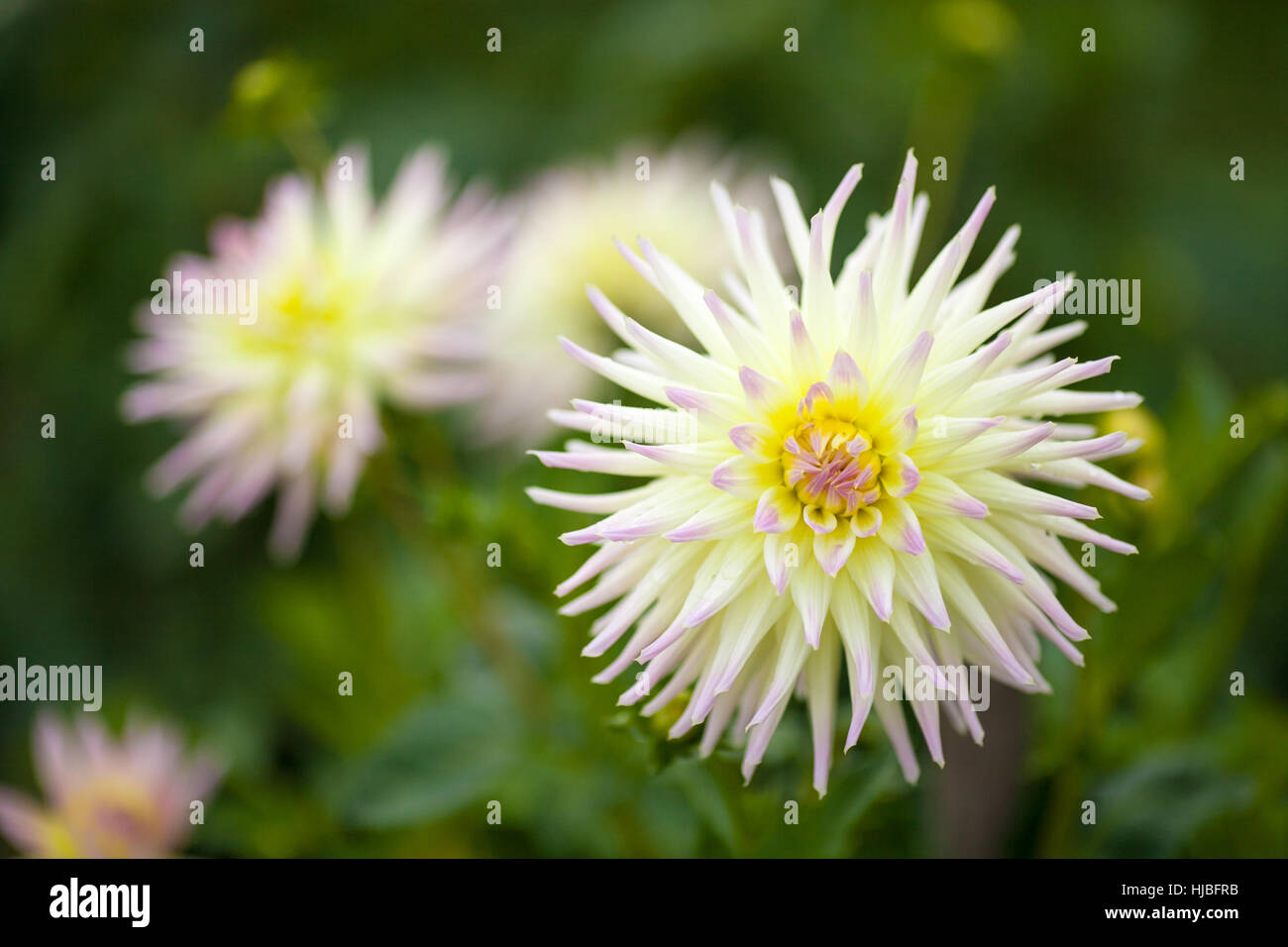 Dahlia rose et blanc fleur en pleine floraison libre Banque D'Images