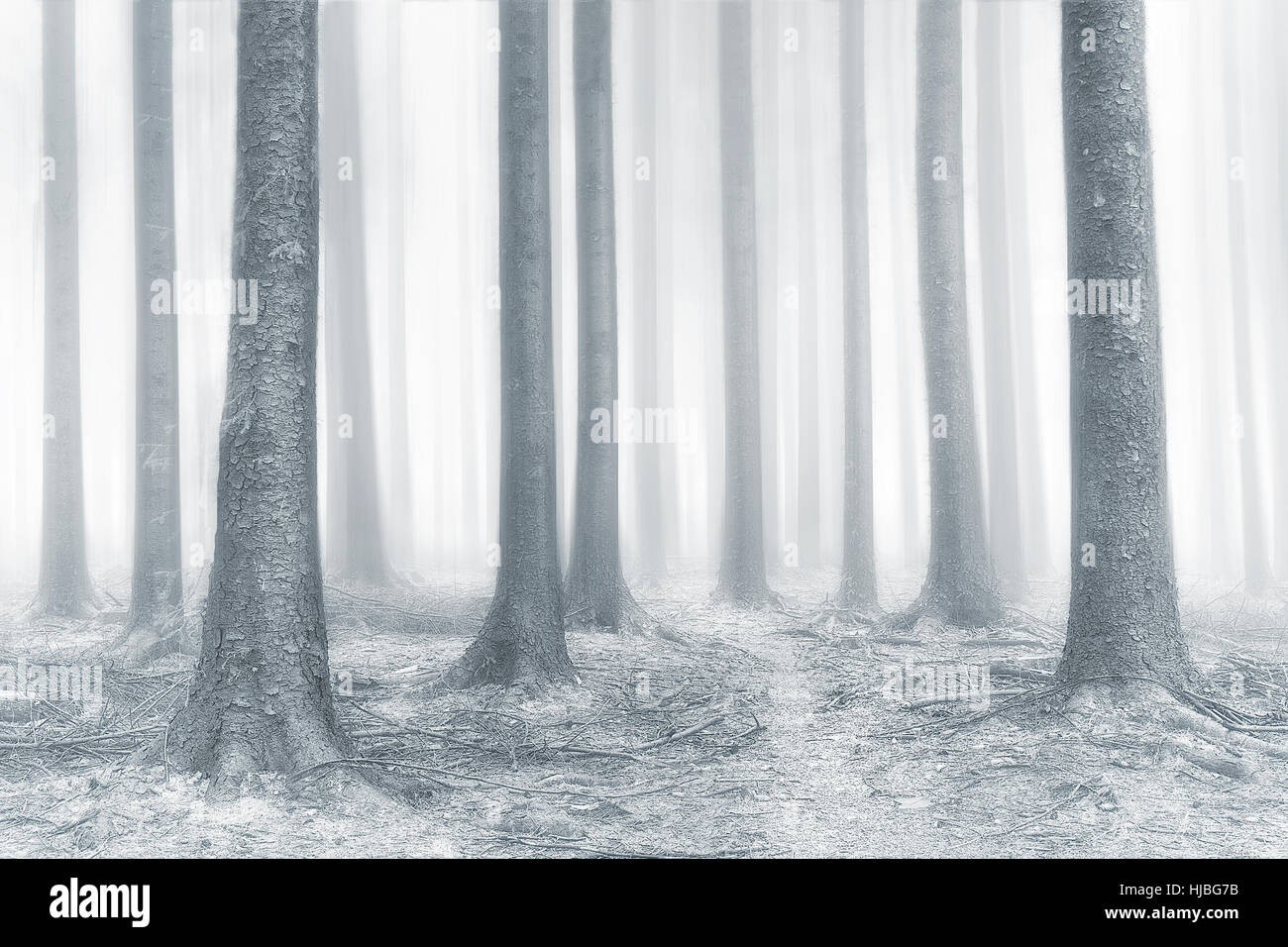 Belle forêt de brouillard lumineux Banque D'Images