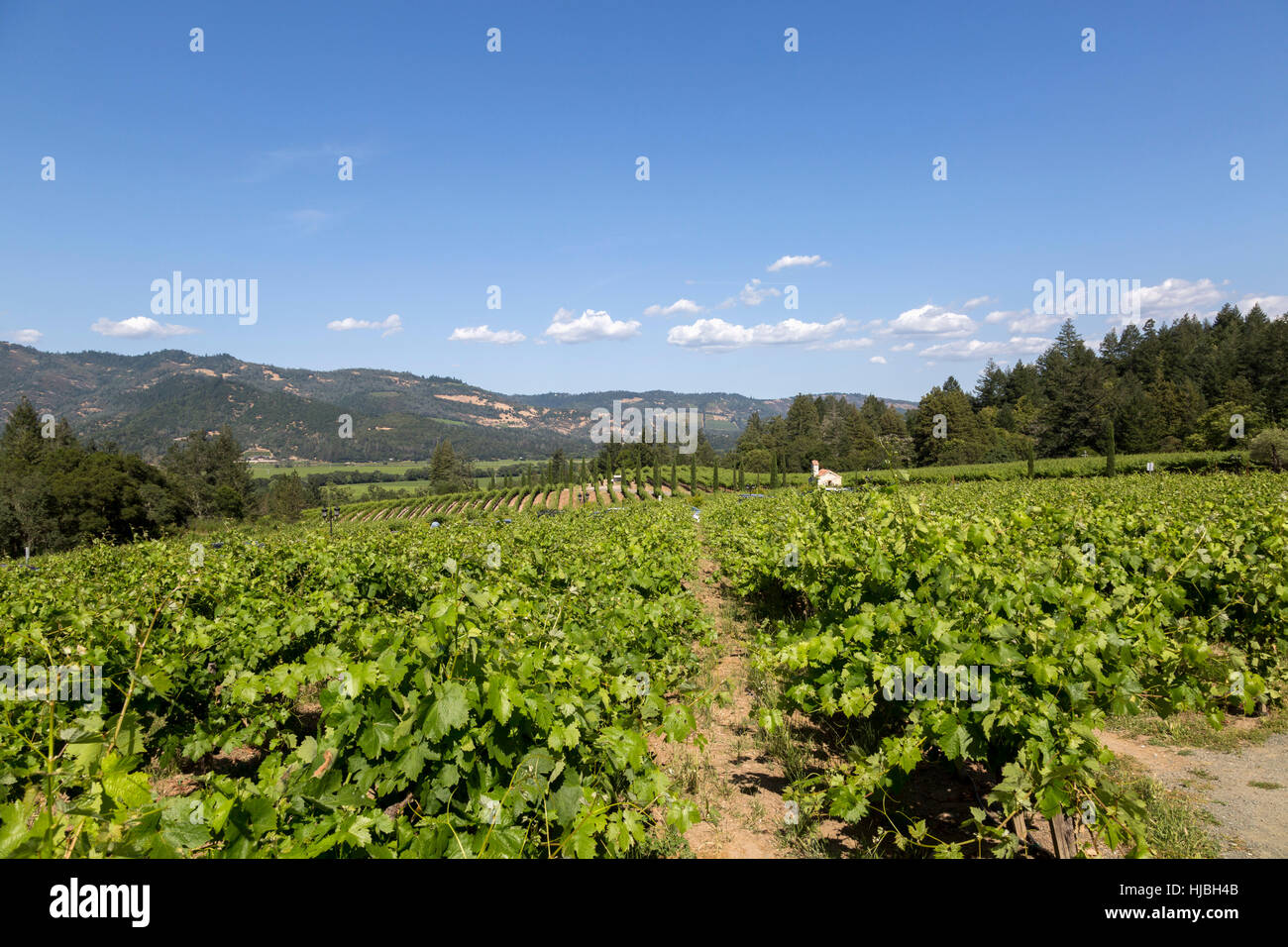 Beau paysage de vignoble, à Napa Valley, avec des arbres et des collines au-delà. Banque D'Images