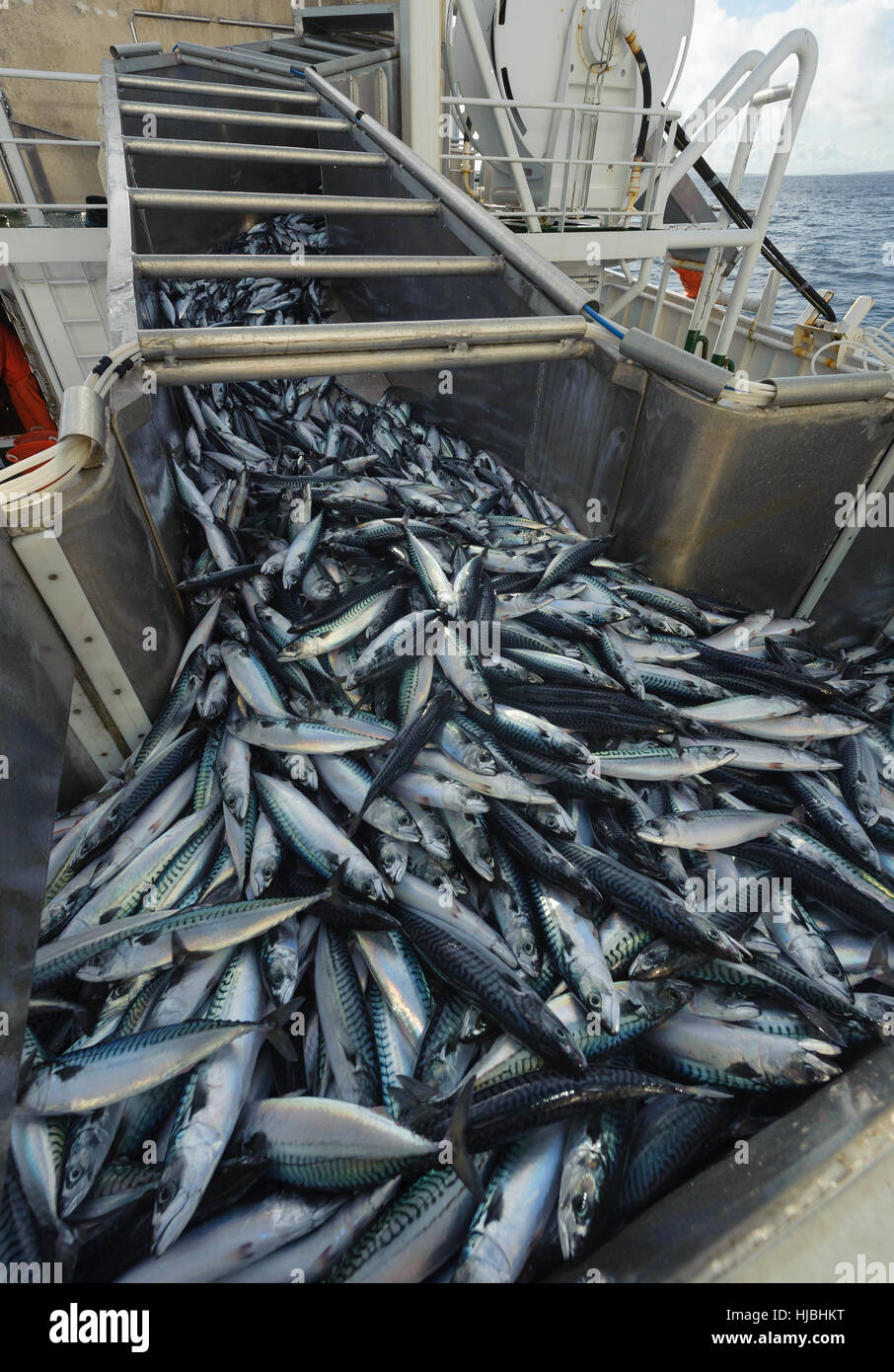 Le maquereau de l'Atlantique dans le séparateur de poissons à bord du chalutier pélagique "charisme". Îles Shetland. Octobre 2012. Banque D'Images