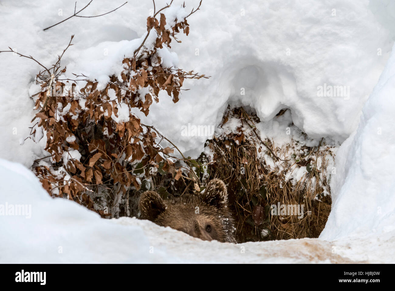 Un an cub de l'ours brun (Ursus arctos arctos) montrant la tête dans den entrée dans la neige en hiver Banque D'Images