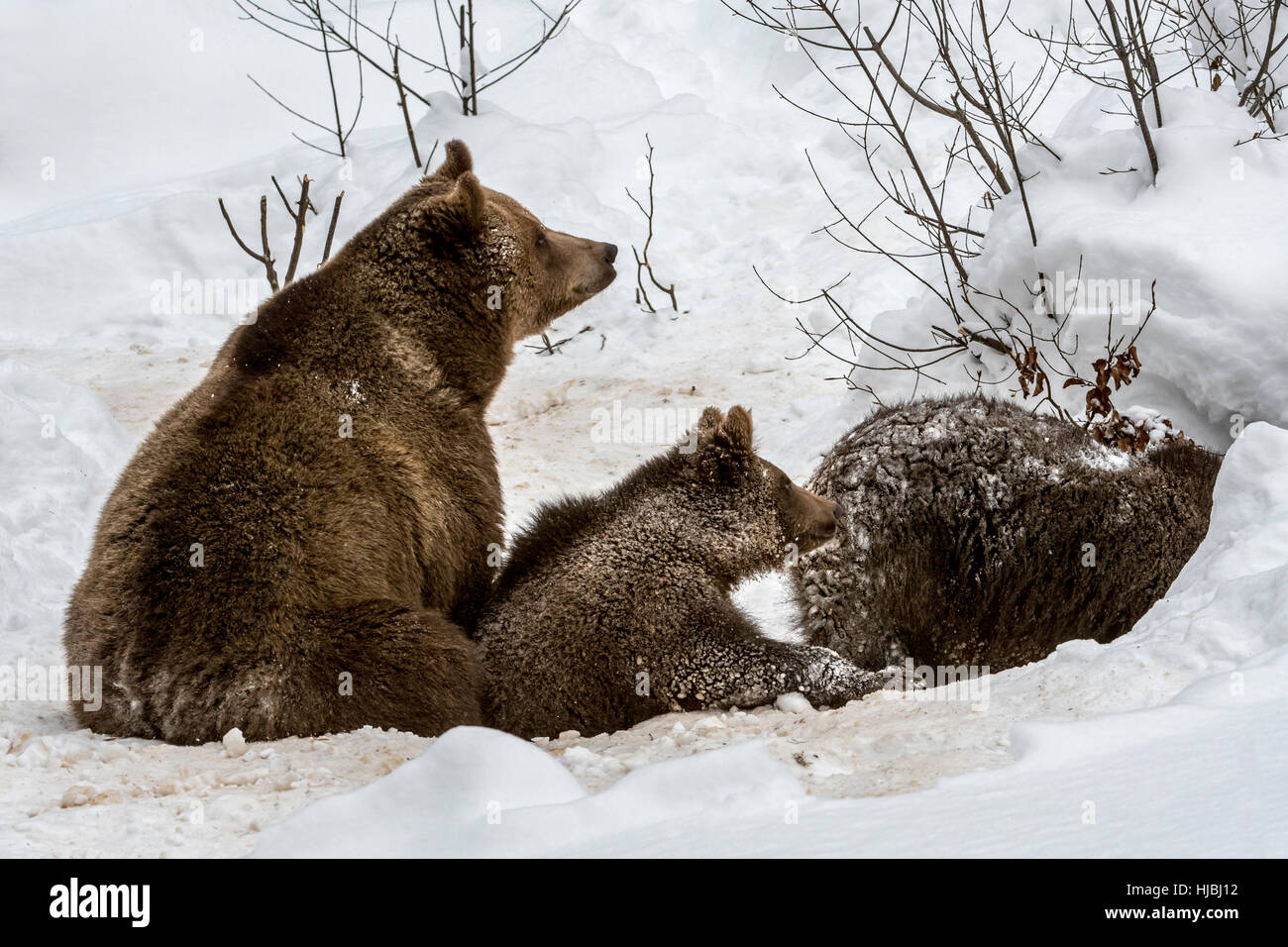 Femelle et deux 1-year-old brown bear (Ursus arctos arctos) entrant den dans la neige en hiver Banque D'Images