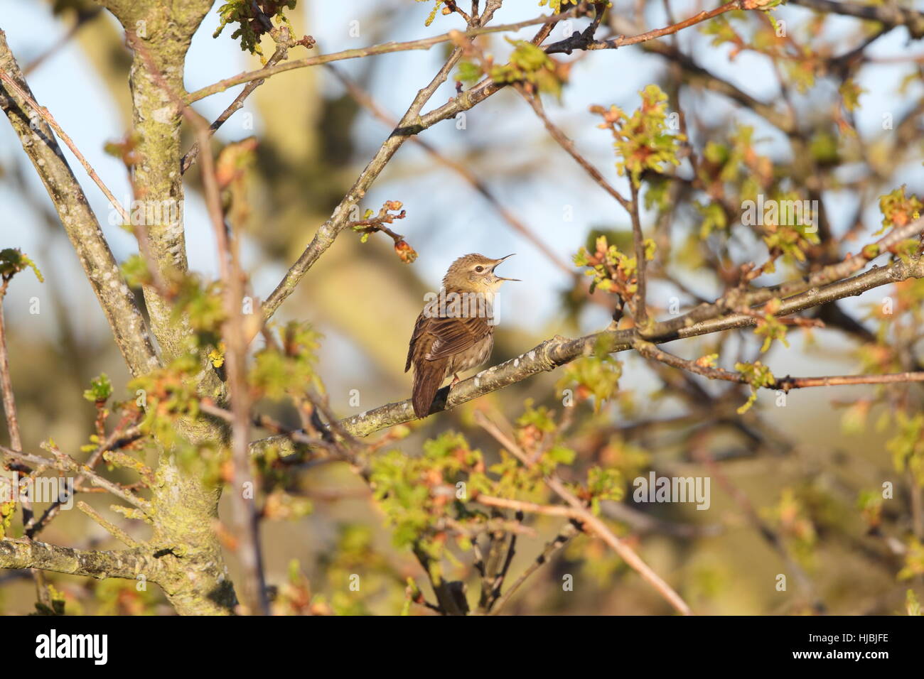 Locustella naevia Grasshopper Warbler (mâle) - chant (choc) d'un arbre, en pleine vue Banque D'Images