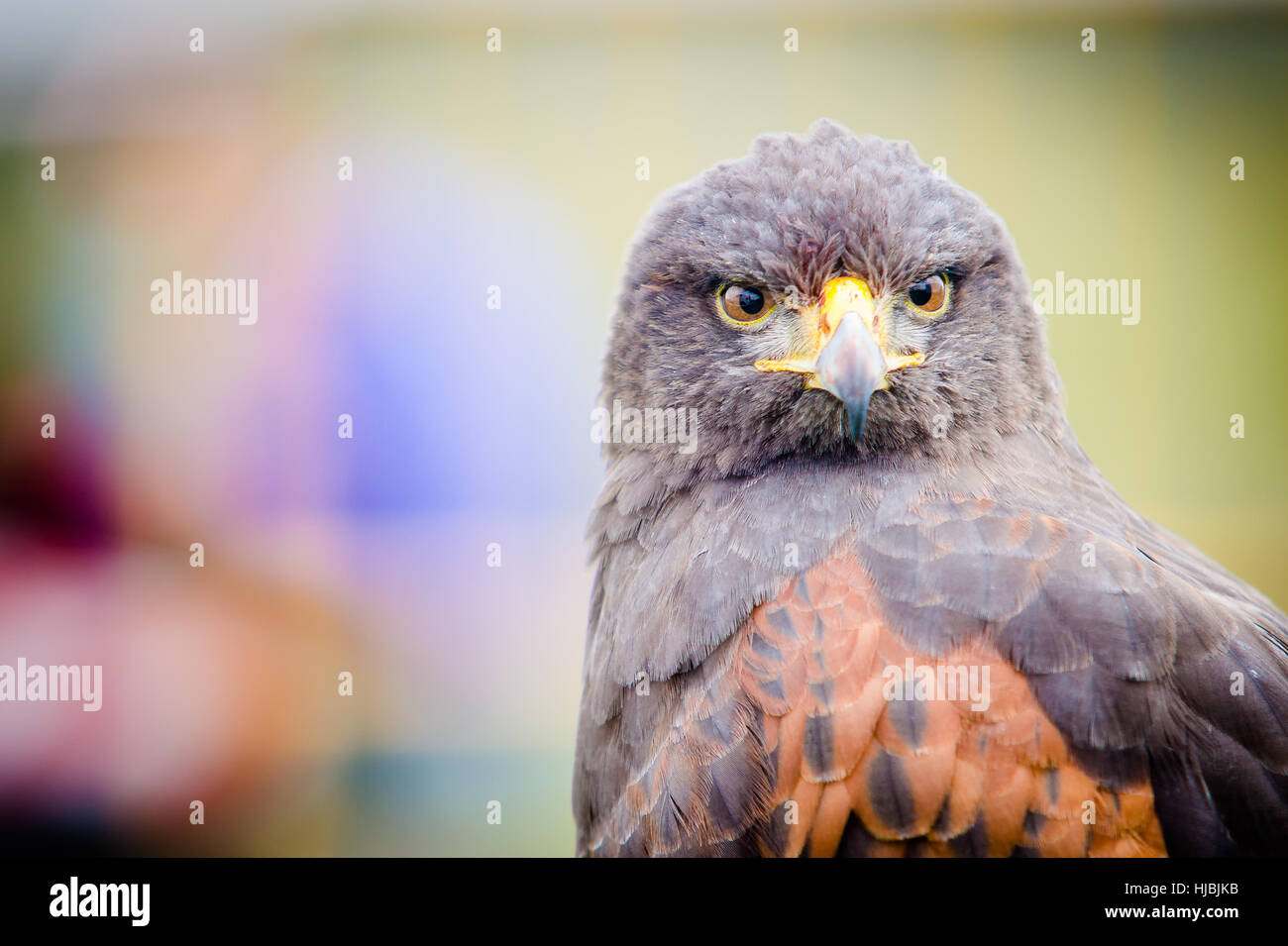 Les oiseaux de proie. Close-up d'un golden eagle Banque D'Images