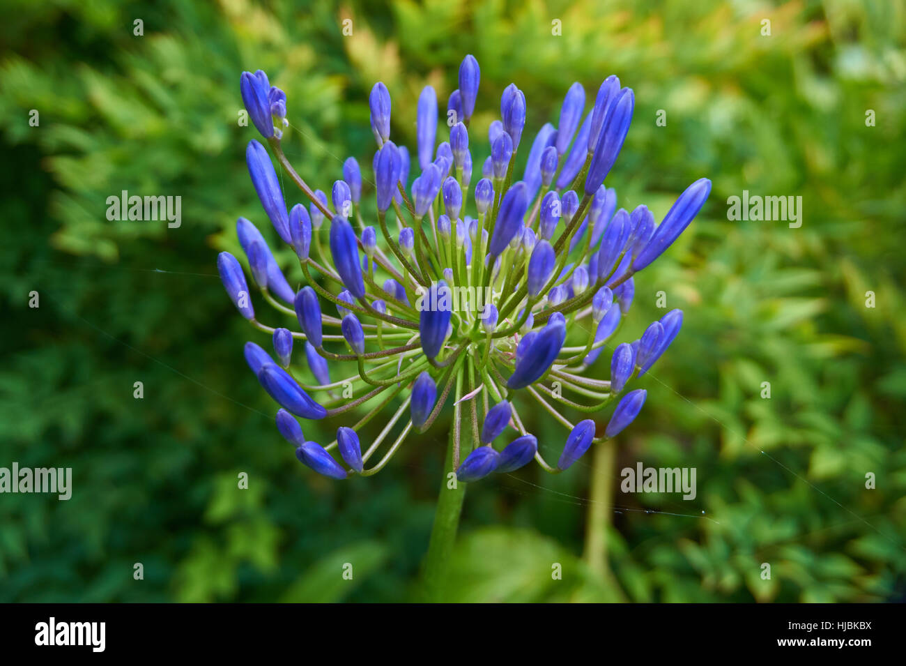 Macro d'une fleur particulière, avec des pétales bleus. Banque D'Images