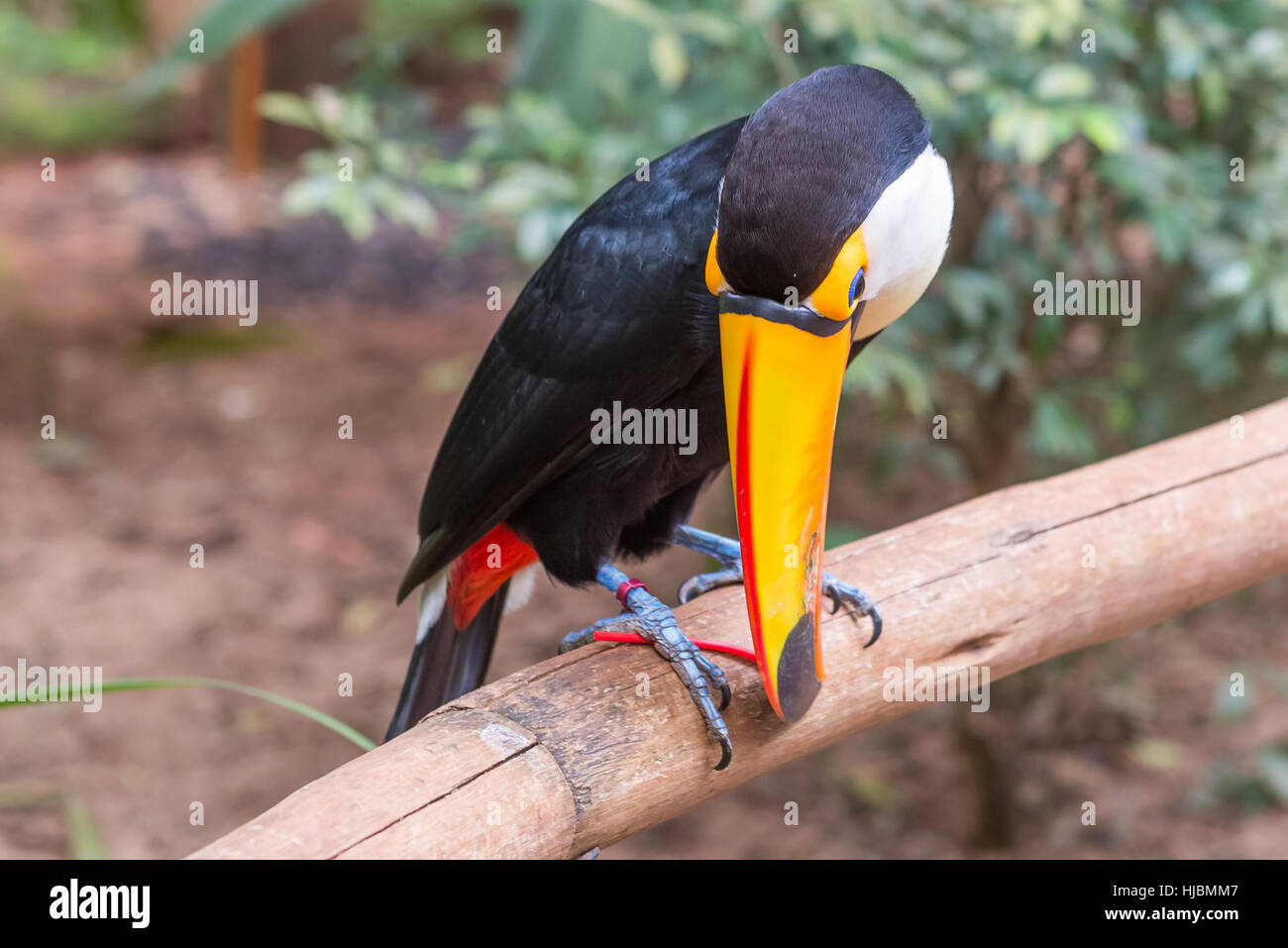 Foz do Iguazu, Brésil - juillet 9, 2016 : un oiseau toucan exotique brésilien dans la nature au Foz do Iguacu, Parana, Brésil. Banque D'Images
