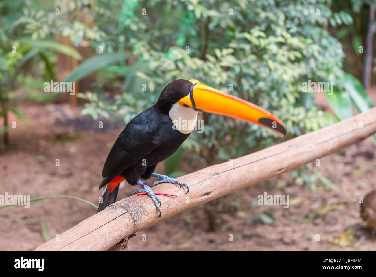 Foz do Iguazu, Brésil - juillet 9, 2016 : un oiseau toucan exotique brésilien dans la nature au Foz do Iguacu, Parana, Brésil. Banque D'Images