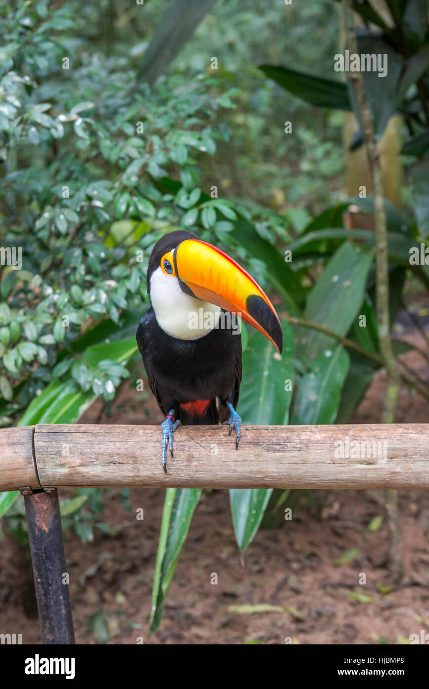 Foz do Iguazu, Brésil - juillet 9, 2016 : un oiseau toucan exotique brésilien dans la nature au Foz do Iguacu, Parana, Brésil. Banque D'Images