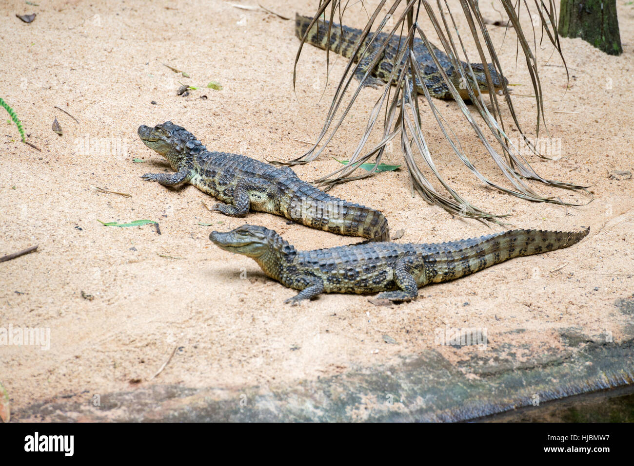 Foz do Iguazu, Brésil - juillet 9, 2016 : crocodile brésilien et les tortues exotiques dans la nature au Foz do Iguacu, Parana, Brésil. Banque D'Images