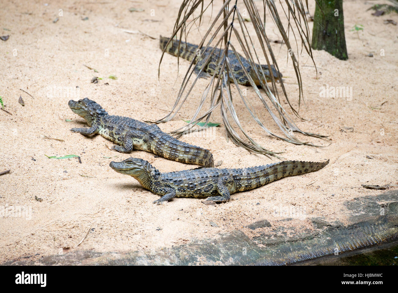 Foz do Iguazu, Brésil - juillet 9, 2016 : crocodile brésilien et les tortues exotiques dans la nature au Foz do Iguacu, Parana, Brésil. Banque D'Images