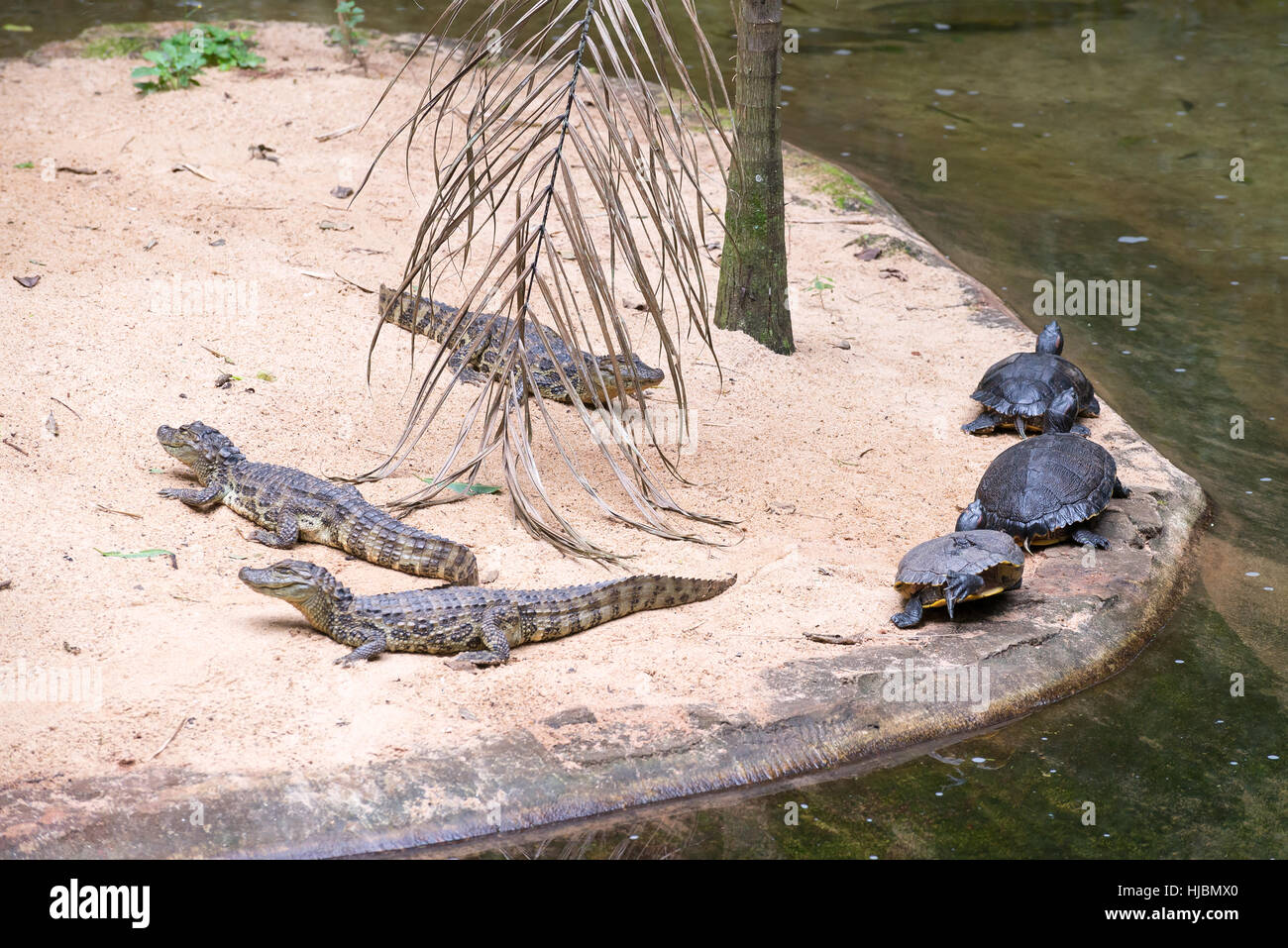 Foz do Iguazu, Brésil - juillet 9, 2016 : crocodile brésilien et les tortues exotiques dans la nature au Foz do Iguacu, Parana, Brésil. Banque D'Images