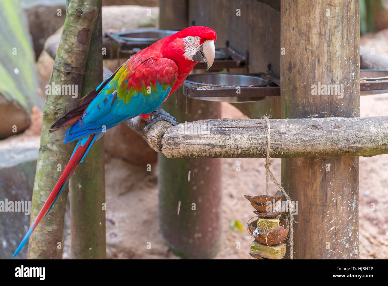 Foz do Iguaçu, Brésil - juillet 9, 2016 : l'ara perroquets colorés oiseau sur une branche d'arbre au Brésil Banque D'Images