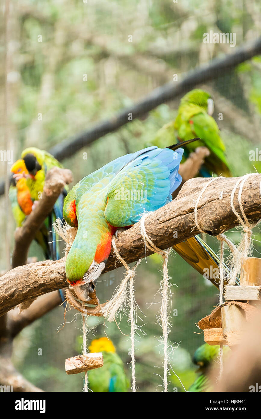 Foz do Iguaçu, Brésil - juillet 9, 2016 : l'ara perroquets colorés oiseau sur une branche d'arbre au Brésil Banque D'Images